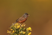 Dartford warbler